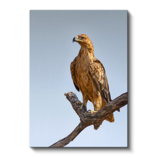 Kartal Portresi - Asil Duruşlu Avcı Kuş Kanvas Tablo