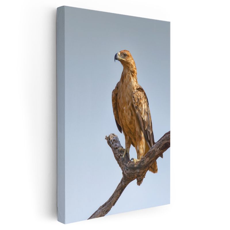 Kartal Portresi - Asil Duruşlu Avcı Kuş Kanvas Tablo