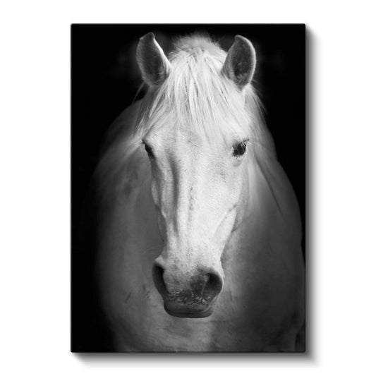 Beyaz At - Asil Duruşlu Monokrom Portre Kanvas Tablo