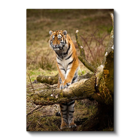 Genç Kaplan - Vahşi Doğanın Gururlu Bekçisi Kanvas Tablo