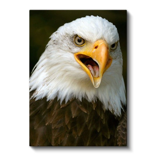 Haykıran Kartal - Güçlü İfadeli Yırtıcı Kuş Kanvas Tablo