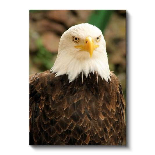 Kel Kartal - Vakur Duruşlu Özgürlük Simgesi Kanvas Tablo