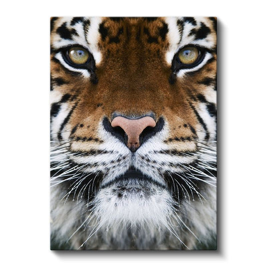 Kaplan Yüzü - Hipnotik Bakışlı Yırtıcı Kanvas Tablo