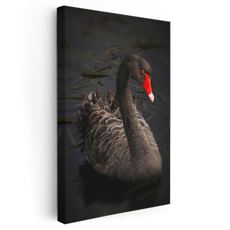 Siyah Kuğu - Zarif Duruşlu Nadir Güzellik Kanvas Tablo