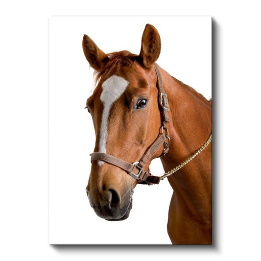 Kahverengi At - Soylu Duruşlu Safkan Portre Kanvas Tablo