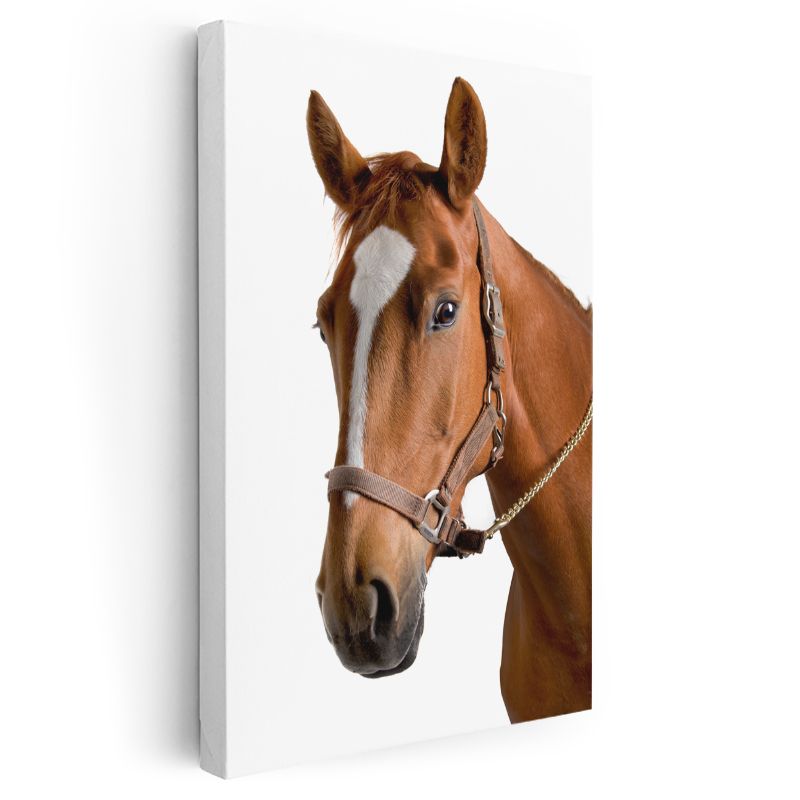 Kahverengi At - Soylu Duruşlu Safkan Portre Kanvas Tablo