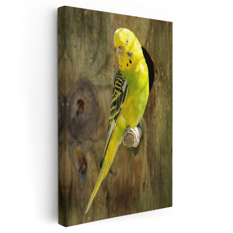 Sarı Muhabbet Kuşu - Sevimli Bakışlı Minik Dost Kanvas Tablo