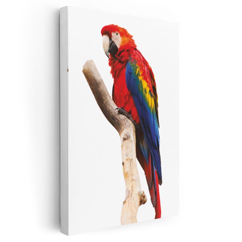 Kırmızı Ara Papağanı - Renkli Tüylü Tropikal Kuş Kanvas Tablo