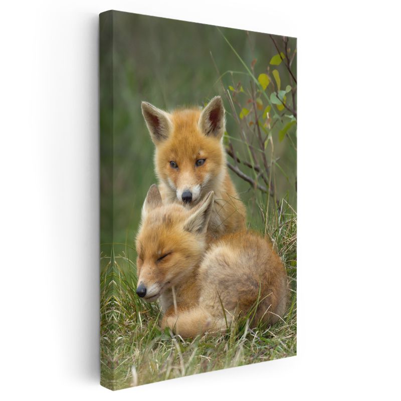Tilki Ailesi - Şefkatli Anne Yavru Portresi Kanvas Tablo