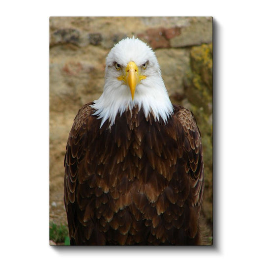 Kartal Portresi - Heybetli Bakışlarıyla Amerikan Kartalı Kanvas Tablo