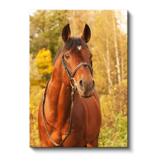 Asil At - Sonbahar Manzarasında Kahverengi Safkan Kanvas Tablo