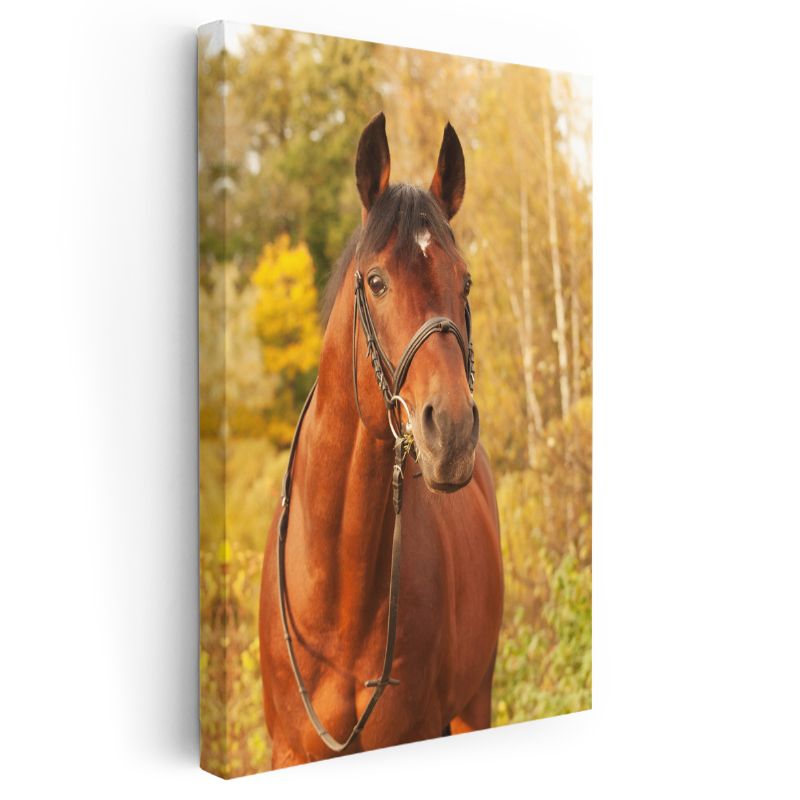 Asil At - Sonbahar Manzarasında Kahverengi Safkan Kanvas Tablo