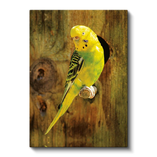 Renkli Muhabbet Kuşu - Sarı-Yeşil Tüyleriyle Minik Papağan Kanvas Tablo