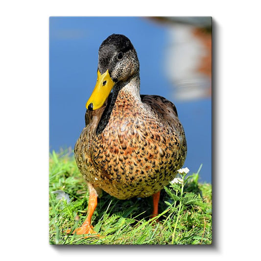 Ördek Portresi - Sarı Gagalı Benekli Ördek Kanvas Tablo