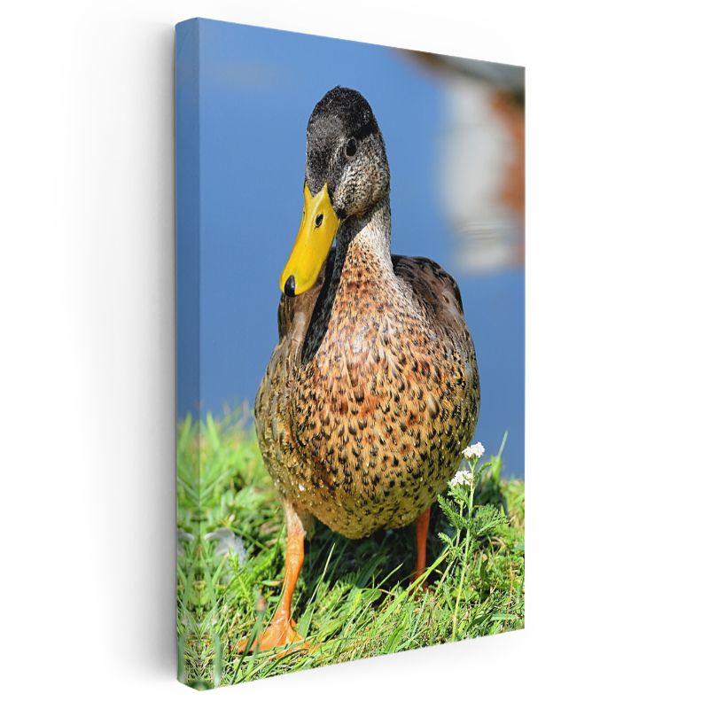 Ördek Portresi - Sarı Gagalı Benekli Ördek Kanvas Tablo