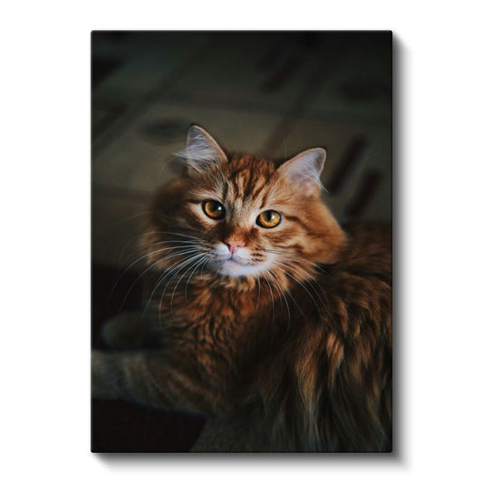 Kahverengi Kedi - Uzun Tüylü Bakışları Etkileyen Kanvas Tablo