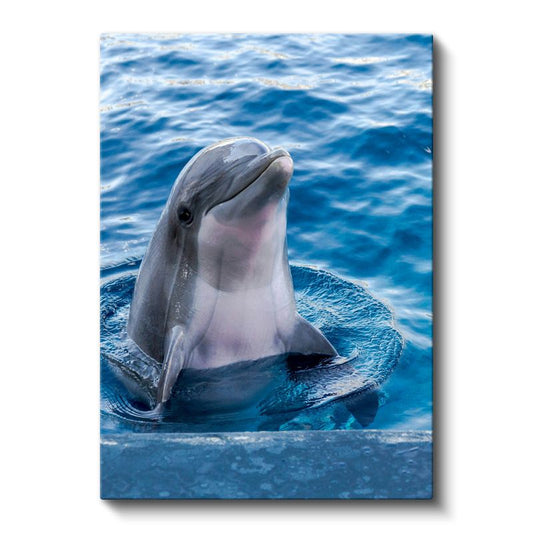 Yunus Portresi - Mavi Suda Gülümseyen Zeki Memeli Kanvas Tablo