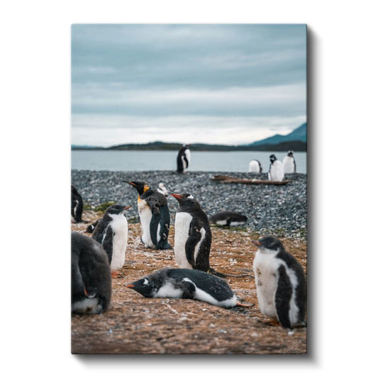 Penguen Kolonisi - Kıyıda Toplanan Siyah Beyaz Dostlar Kanvas Tablo