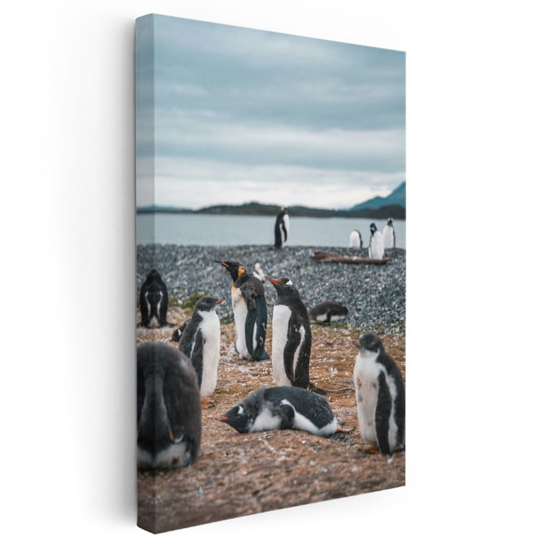 Penguen Kolonisi - Kıyıda Toplanan Siyah Beyaz Dostlar Kanvas Tablo