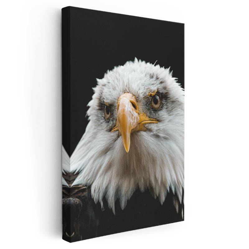 Amerikan Kartalı - Siyah Zeminde Keskin Bakışlı Portre Kanvas Tablo