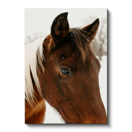 Kahverengi At - Karlı Ortamda Yakın Çekim Portre Kanvas Tablo