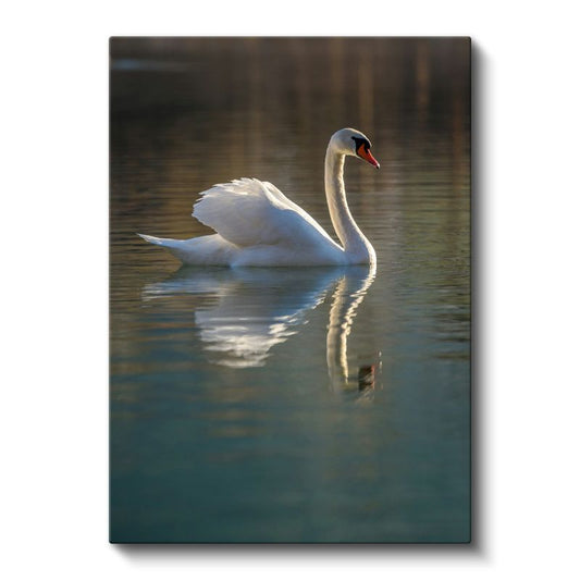 Zarif Kuğu - Sakin Suda Yansımalı Yüzüş Kanvas Tablo