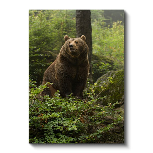 Ormanın Bekçisi Ayı - Doğal Yaşam Alanında Heybetli Boz Ayı Kanvas Tablo