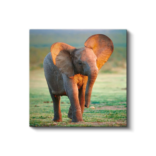 Yavru Fil - Savana Çayırlarının Sevimli Gezgini Kanvas Tablo