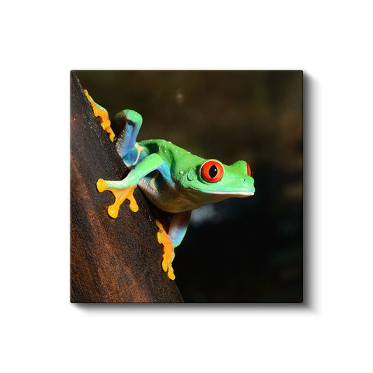 Ağaç Kurbağası - Tropikal Ormanların Renkli Avcısı Kanvas Tablo