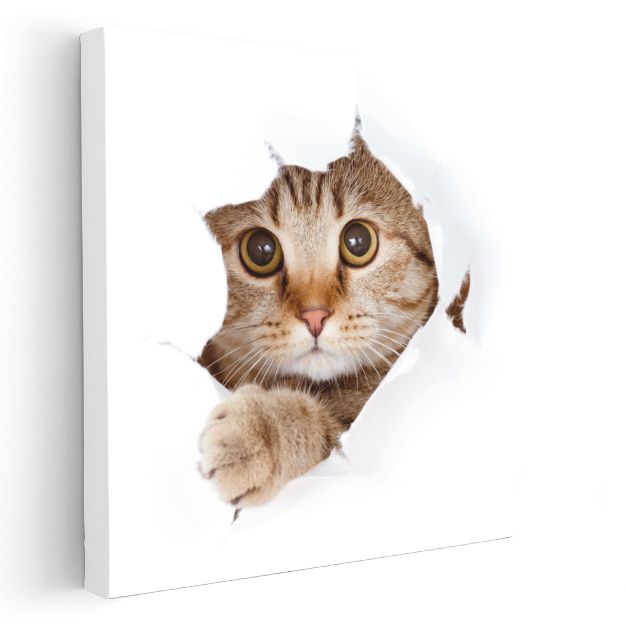 Meraklı Kedi - Kağıttan Bakan Sevimli Dostumuz Kanvas Tablo