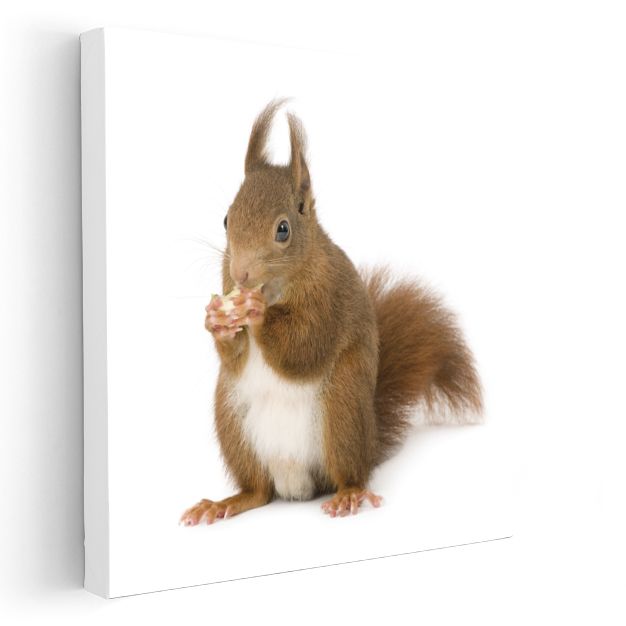Fındık Yiyen Sincap - Ormanın Çevik Sakini Kanvas Tablo