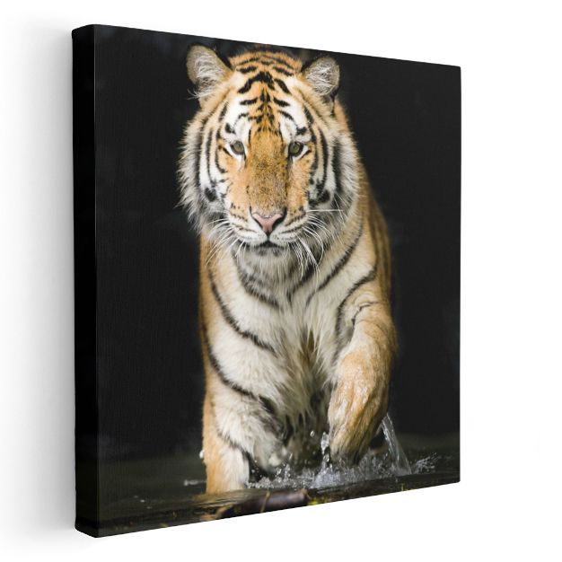 Suda Yürüyen Kaplan - Vahşi Doğanın Çizgili Avcısı Kanvas Tablo