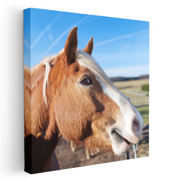 At Portresi - Çiftliğin Asil Yoldaşı Kanvas Tablo