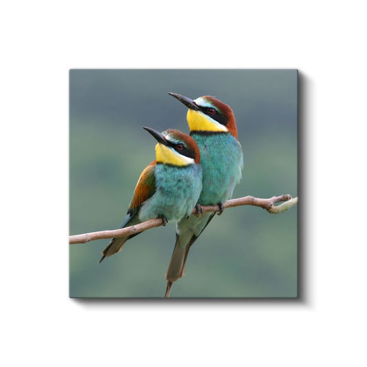 Renkli Arıkuşları - Dal Üzerinde Bekleyen İkili Kanvas Tablo