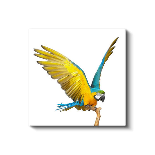 Kanatları Açık Papağan - Gökyüzünün Renkli Hükümdarı Kanvas Tablo