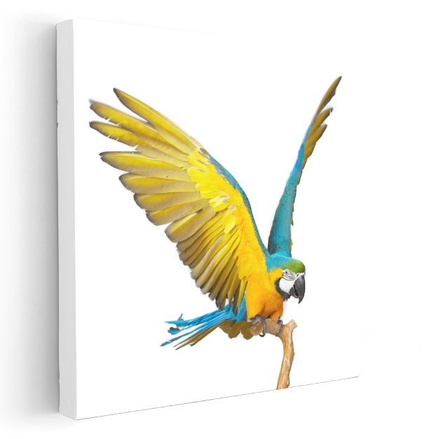 Kanatları Açık Papağan - Gökyüzünün Renkli Hükümdarı Kanvas Tablo