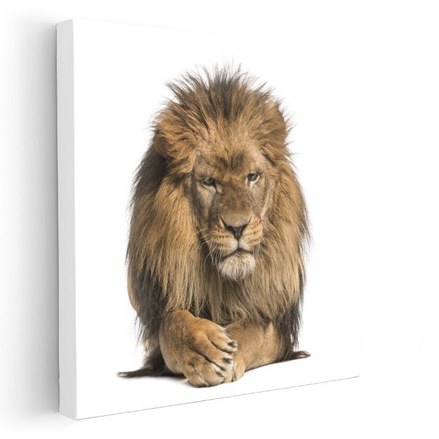 Aslan Portresi - Savanların Gururlu Kralı Kanvas Tablo