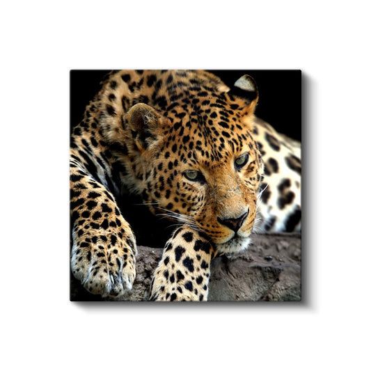 Benekli Leopar - Vahşi Doğanın Zarif Avcısı Kanvas Tablo