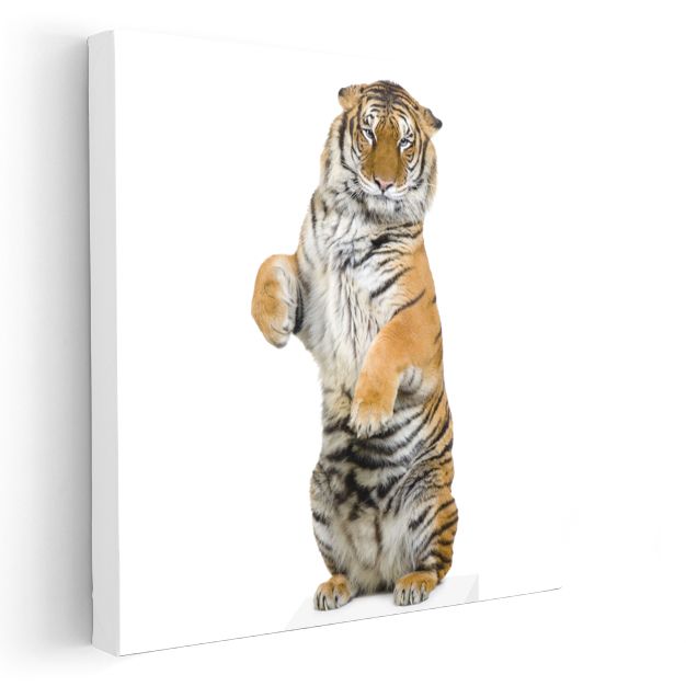 Ayakta Kaplan - Güçlü Duruşuyla Ormanların Kralı Kanvas Tablo