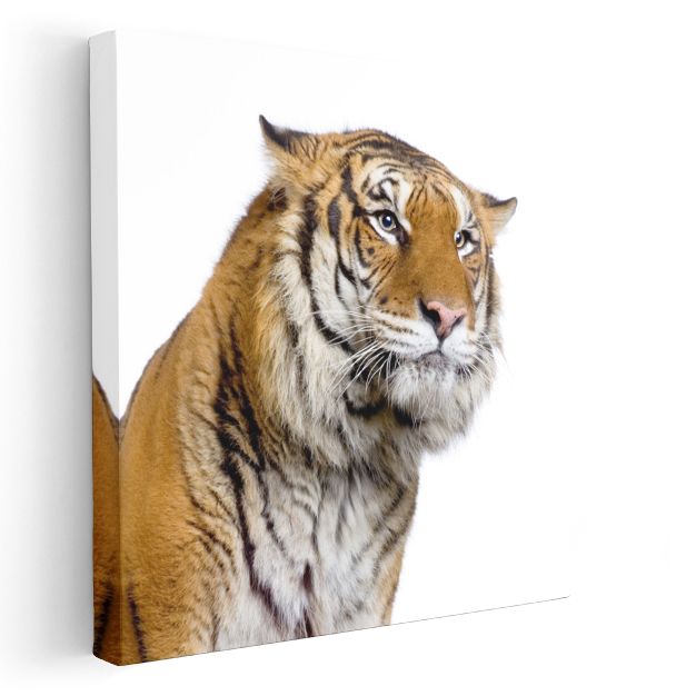 Kaplan Portresi - Asil Bakışların Yakın Çekimi Kanvas Tablo