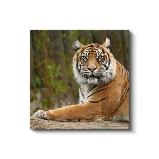 Dinlenen Kaplan - Doğal Yaşamın Huzurlu Anı Kanvas Tablo