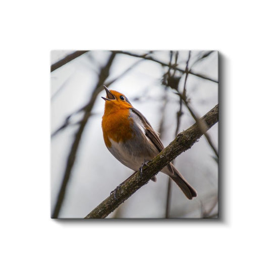 Şarkı Söyleyen Kızılgerdan - Dal Üzerinde Neşeli Kuş Kanvas Tablo