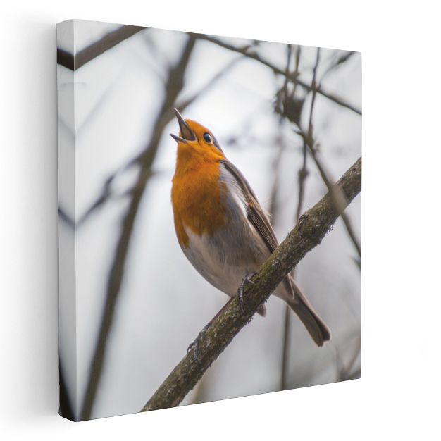 Şarkı Söyleyen Kızılgerdan - Dal Üzerinde Neşeli Kuş Kanvas Tablo