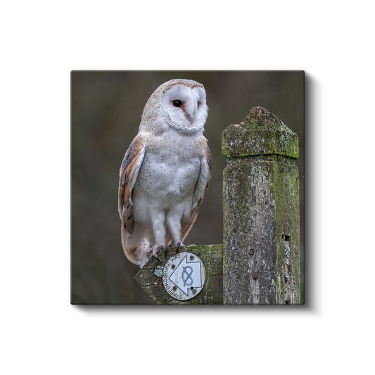 Peçeli Baykuş - Ahşap Çitte Bilge Bakışlar Kanvas Tablo