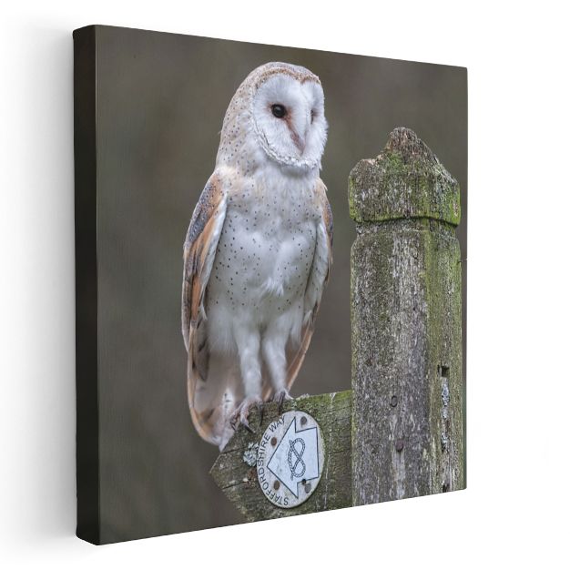 Peçeli Baykuş - Ahşap Çitte Bilge Bakışlar Kanvas Tablo