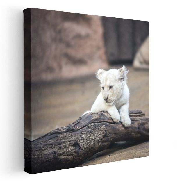Beyaz Aslan Yavrusu - Kütük Üzerinde Masum Bakışlar Kanvas Tablo