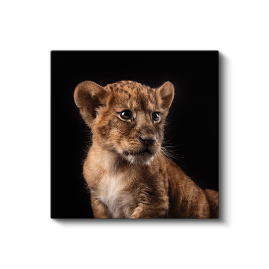 Aslan Yavrusu Portresi - Gelecekteki Orman Kralının Gücü Kanvas Tablo