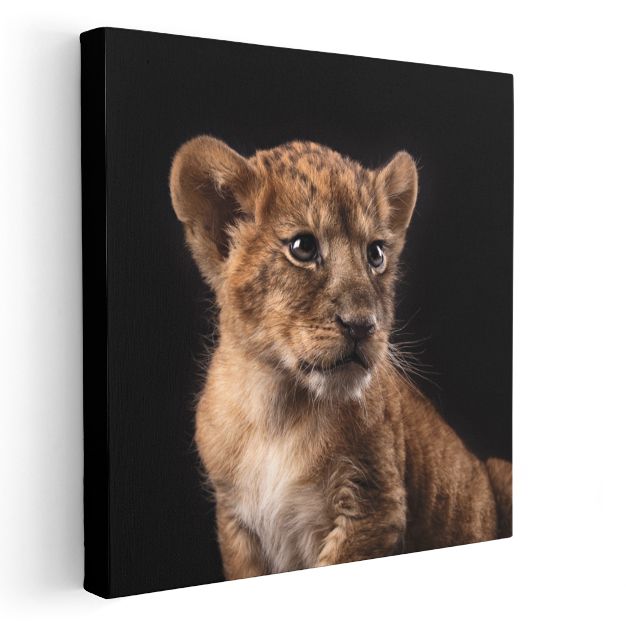 Aslan Yavrusu Portresi - Gelecekteki Orman Kralının Gücü Kanvas Tablo