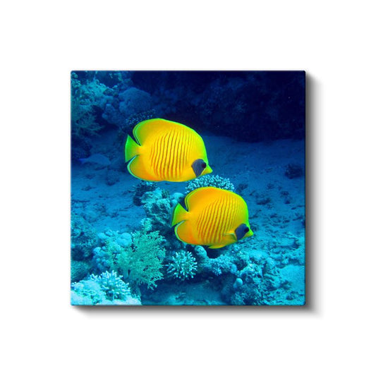 Sarı Mercan Balıkları - Mavi Derinliklerin İkili Dansı Kanvas Tablo