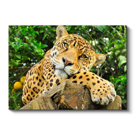 Ağaç Kütüğündeki Jaguar - Yağmur Ormanlarının Benekli Avcısı Kanvas Tablo